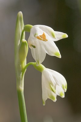 BUITEN BEELD Foto: 27451