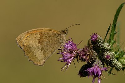 BUITEN BEELD Foto: 27452