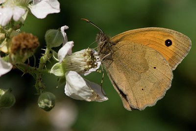 BUITEN BEELD Foto: 27453