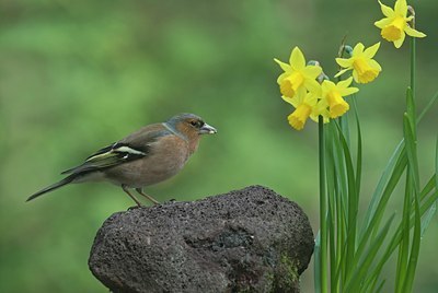 BUITEN BEELD Foto: 27469