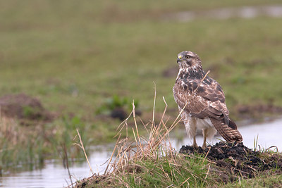 BUITEN BEELD Foto: 27492