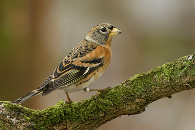 BUITEN BEELD Foto: 27498