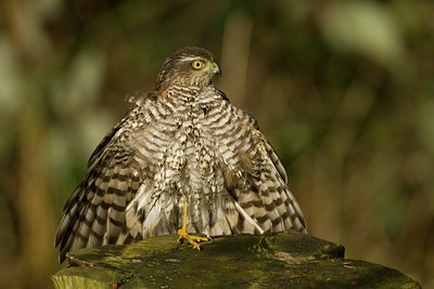 BUITEN BEELD Foto: 27501