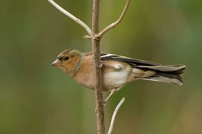 BUITEN BEELD Foto: 27502
