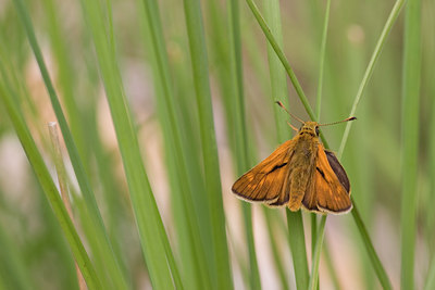 BUITEN BEELD Foto: 27508