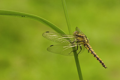 BUITEN BEELD Foto: 27510