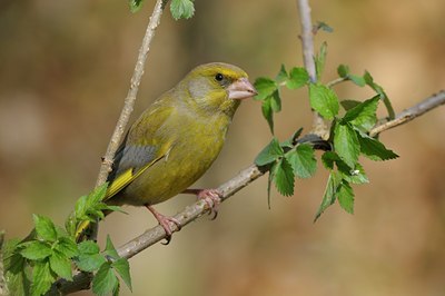 BUITEN BEELD Foto: 27539