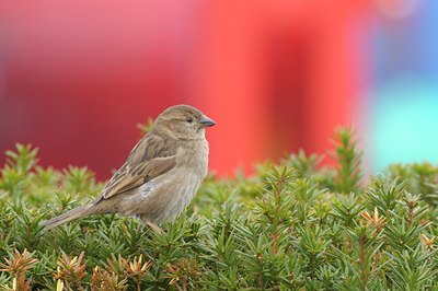 BUITEN BEELD Foto: 27541