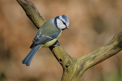 BUITEN BEELD Foto: 27542