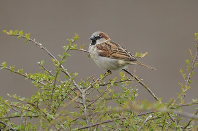 BUITEN BEELD Foto: 27543