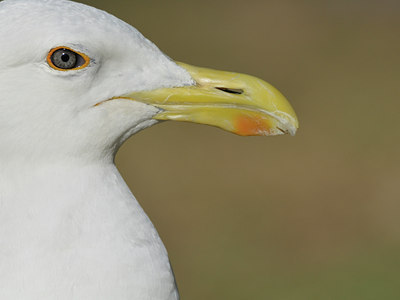 BUITEN BEELD Foto: 27555