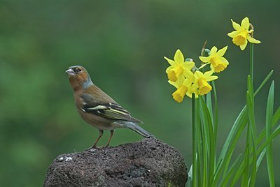 BUITEN BEELD Foto: 27562