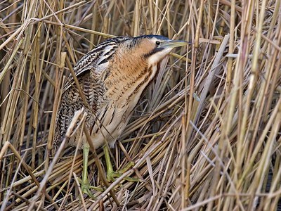 BUITEN BEELD Foto: 27567