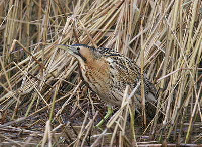BUITEN BEELD Foto: 27569
