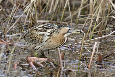BUITEN BEELD Foto: 27571