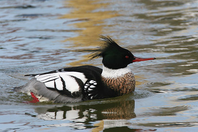 BUITEN BEELD Foto: 27595