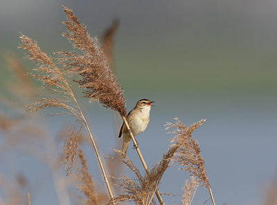 BUITEN BEELD Foto: 27604