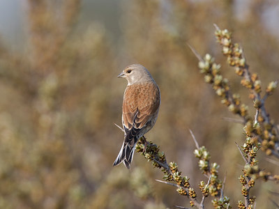 BUITEN BEELD Foto: 27608