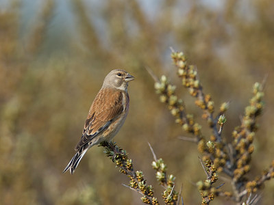 BUITEN BEELD Foto: 27610