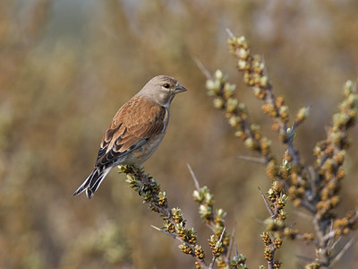 BUITEN BEELD Foto: 27611