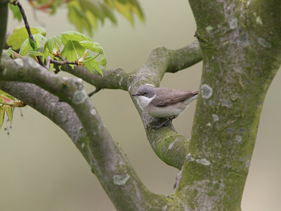 BUITEN BEELD Foto: 27613