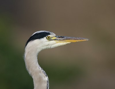 BUITEN BEELD Foto: 27623