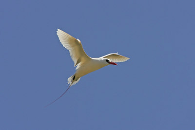 BUITEN BEELD Foto: 27650