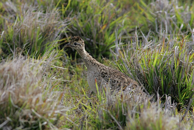 BUITEN BEELD Foto: 27653