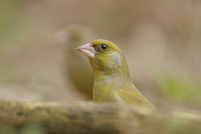 BUITEN BEELD Foto: 27661