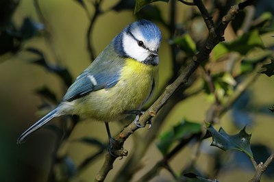 BUITEN BEELD Foto: 27696