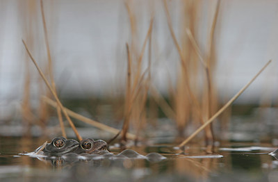 BUITEN BEELD Foto: 27709