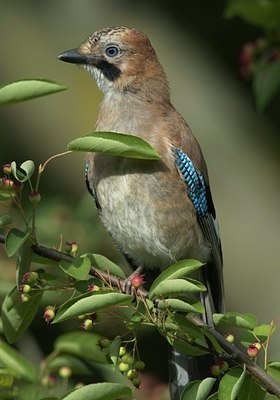 BUITEN BEELD Foto: 27728
