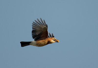 BUITEN BEELD Foto: 27729