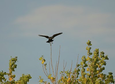BUITEN BEELD Foto: 27736