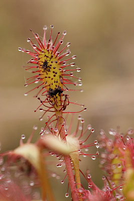 BUITEN BEELD Foto: 27744