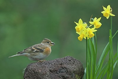 BUITEN BEELD Foto: 27745