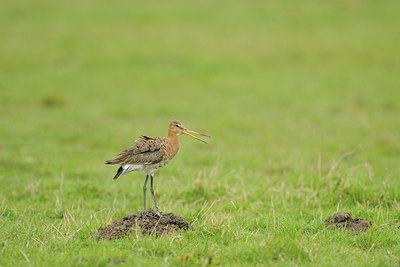 BUITEN BEELD Foto: 27770