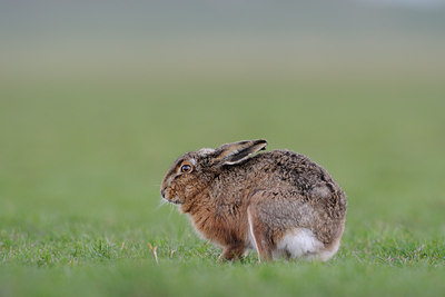 BUITEN BEELD Foto: 27784