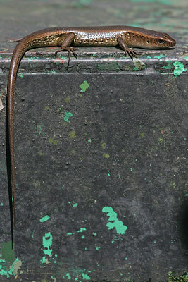 BUITEN BEELD Foto: 27785