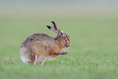 BUITEN BEELD Foto: 27787