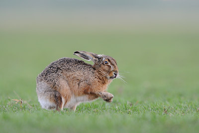 BUITEN BEELD Foto: 27790