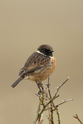 BUITEN BEELD Foto: 27807