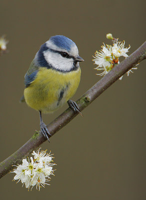 BUITEN BEELD Foto: 27836