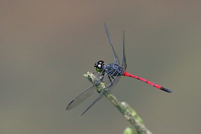 BUITEN BEELD Foto: 27840
