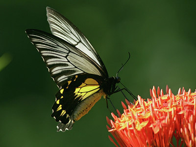 BUITEN BEELD Foto: 27873
