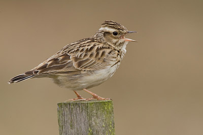 BUITEN BEELD Foto: 27880