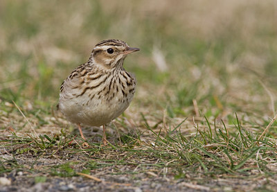 BUITEN BEELD Foto: 27881