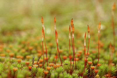 BUITEN BEELD Foto: 27885