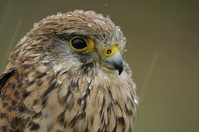 BUITEN BEELD Foto: 27892