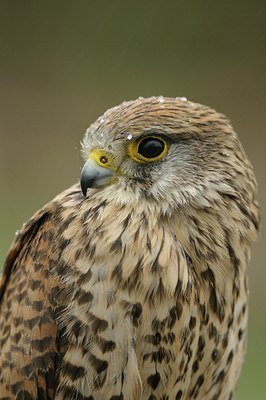 BUITEN BEELD Foto: 27893